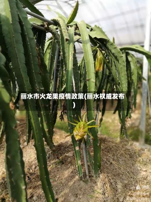 丽水市火龙果疫情政策(丽水权威发布)