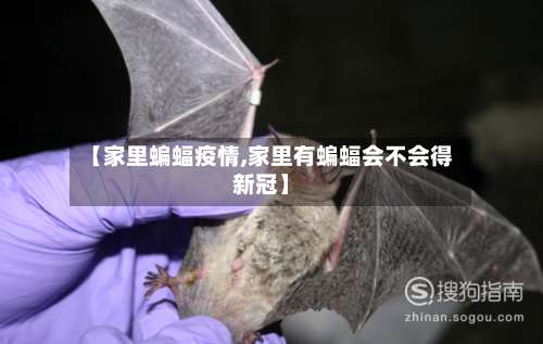 【家里蝙蝠疫情,家里有蝙蝠会不会得新冠】
