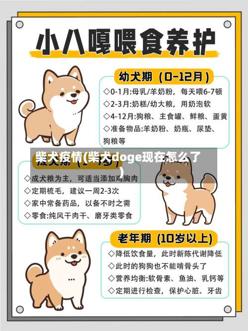 柴犬疫情(柴犬doge现在怎么了)