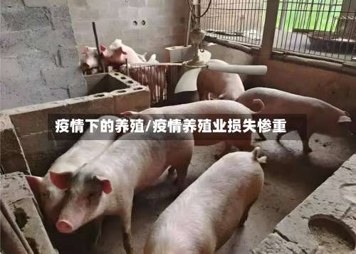 疫情下的养殖/疫情养殖业损失惨重-第3张图片