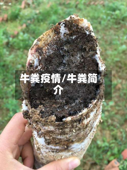 牛粪疫情/牛粪简介