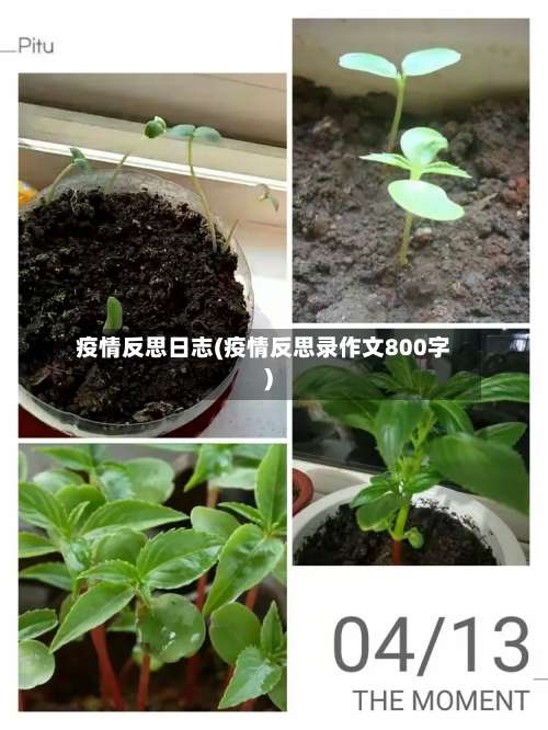 疫情反思日志(疫情反思录作文800字)-第2张图片