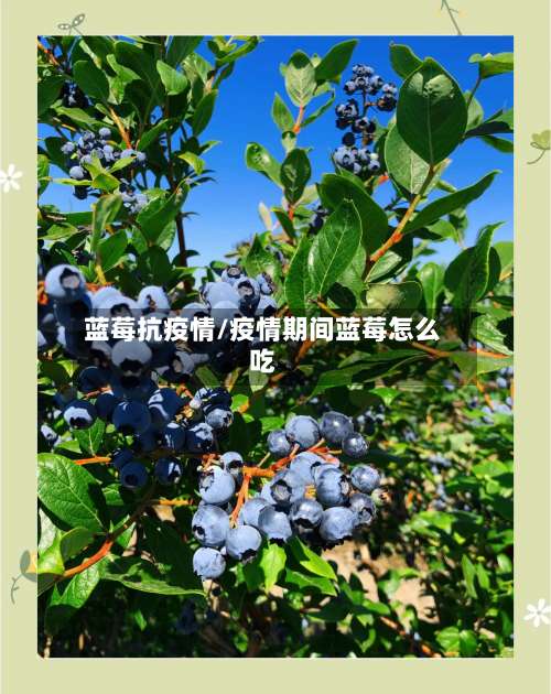 蓝莓抗疫情/疫情期间蓝莓怎么吃
