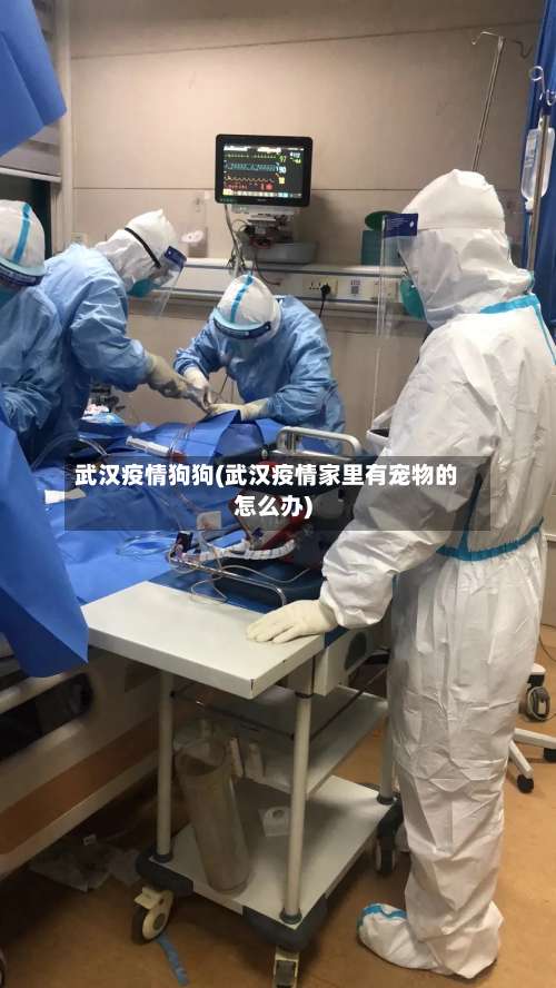武汉疫情狗狗(武汉疫情家里有宠物的怎么办)