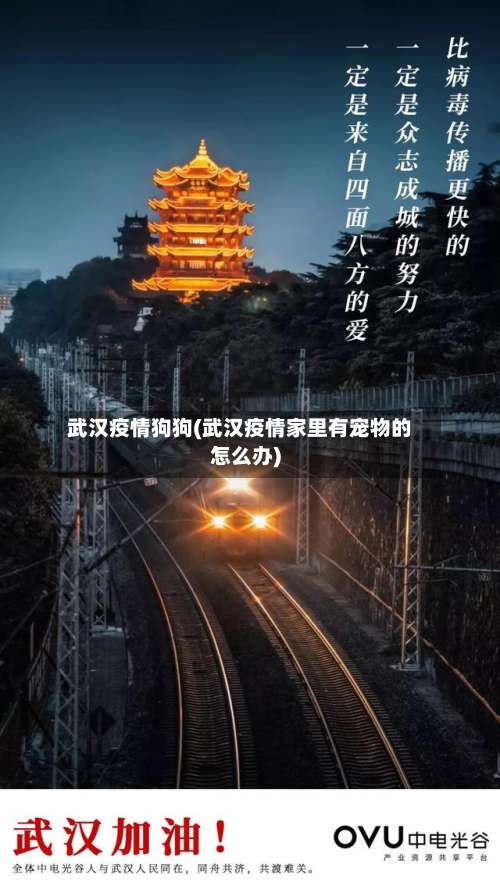 武汉疫情狗狗(武汉疫情家里有宠物的怎么办)-第2张图片
