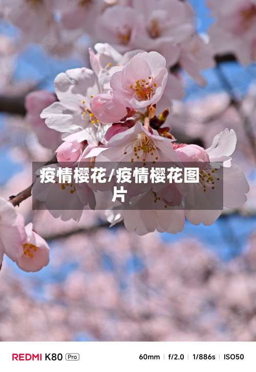 疫情樱花/疫情樱花图片-第2张图片