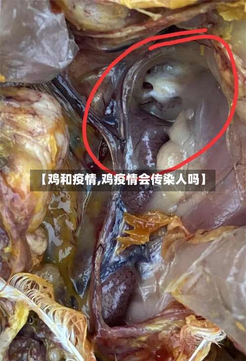 【鸡和疫情,鸡疫情会传染人吗】-第2张图片