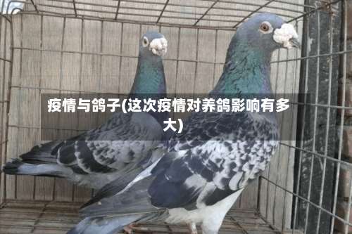 疫情与鸽子(这次疫情对养鸽影响有多大)