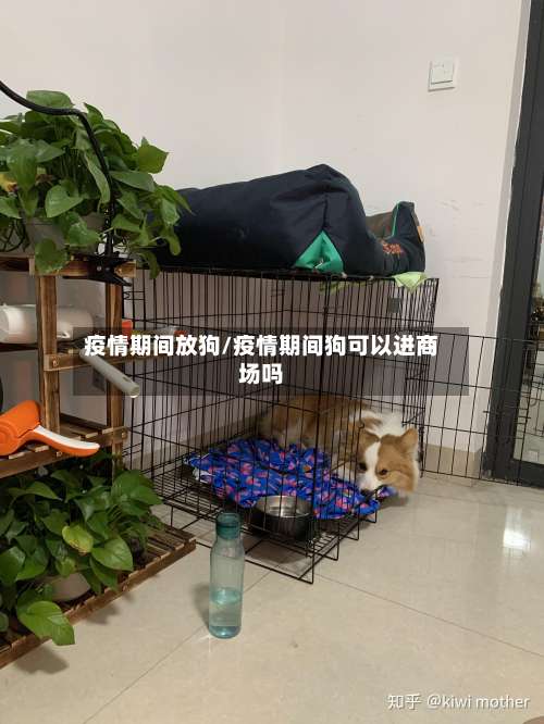 疫情期间放狗/疫情期间狗可以进商场吗