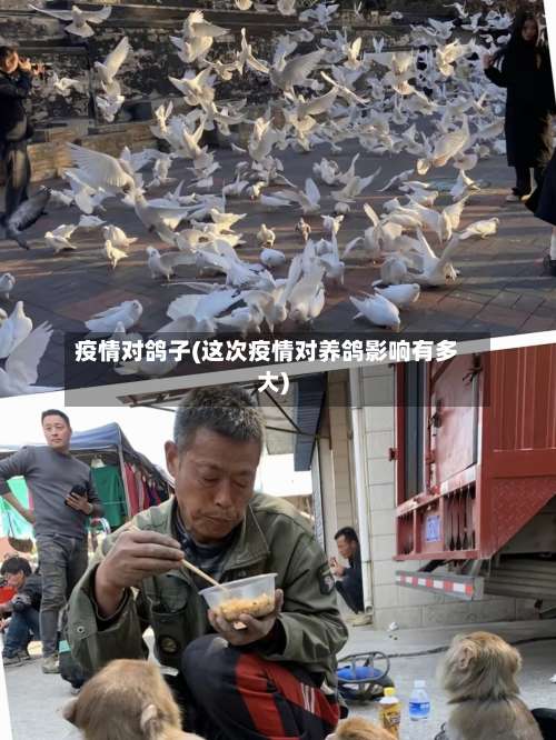 疫情对鸽子(这次疫情对养鸽影响有多大)-第3张图片