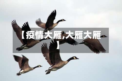 【疫情大雁,大雁大雁】