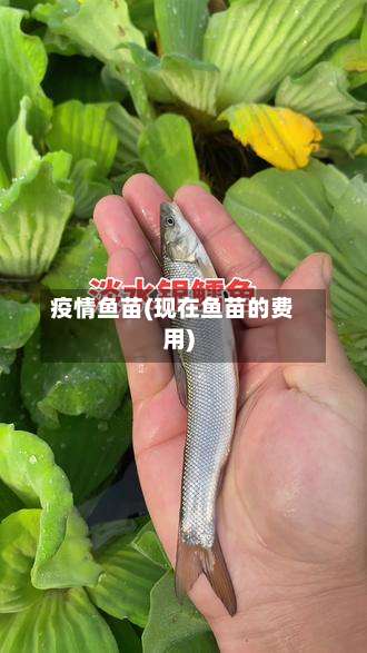 疫情鱼苗(现在鱼苗的费用)-第2张图片