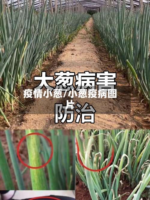 疫情小葱/小葱疫病图片