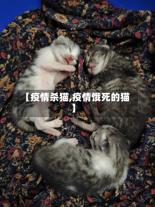 【疫情杀猫,疫情饿死的猫】-第2张图片