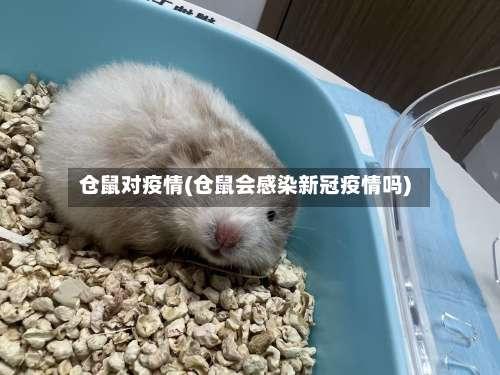 仓鼠对疫情(仓鼠会感染新冠疫情吗)-第2张图片