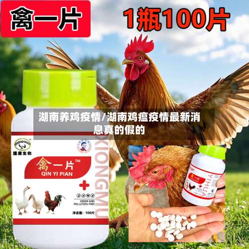 湖南养鸡疫情/湖南鸡瘟疫情最新消息真的假的-第3张图片