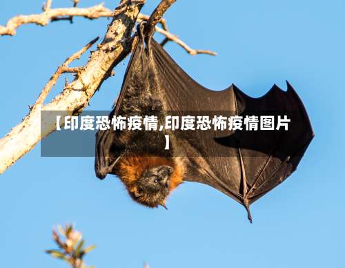 【印度恐怖疫情,印度恐怖疫情图片】-第3张图片