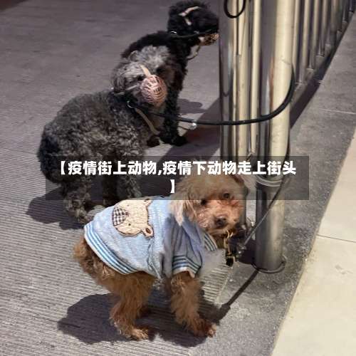 【疫情街上动物,疫情下动物走上街头】