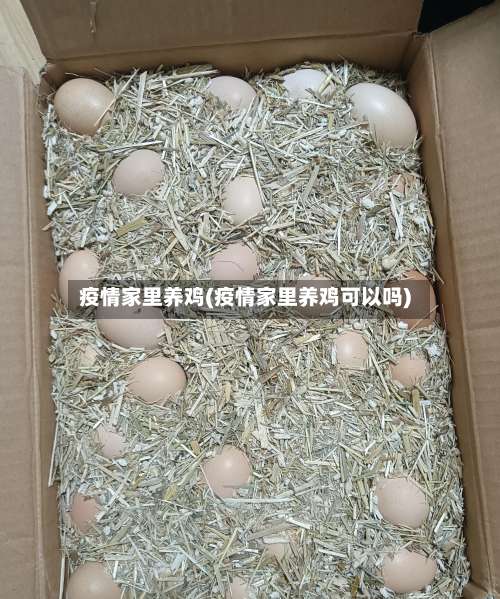 疫情家里养鸡(疫情家里养鸡可以吗)-第2张图片