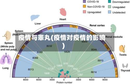 疫情与睾丸(疫情对疫情的影响)-第3张图片