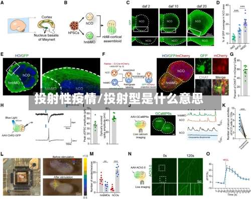 投射性疫情/投射型是什么意思