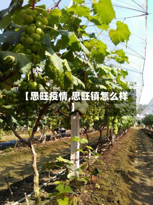【思旺疫情,思旺镇怎么样】-第2张图片