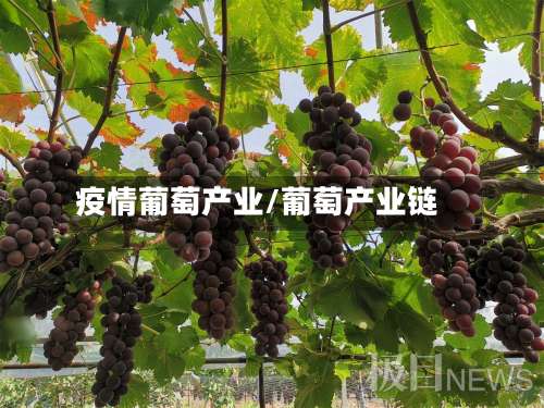 疫情葡萄产业/葡萄产业链