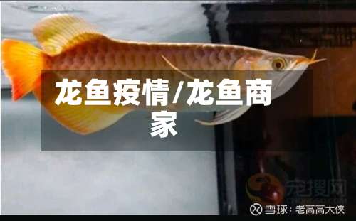 龙鱼疫情/龙鱼商家