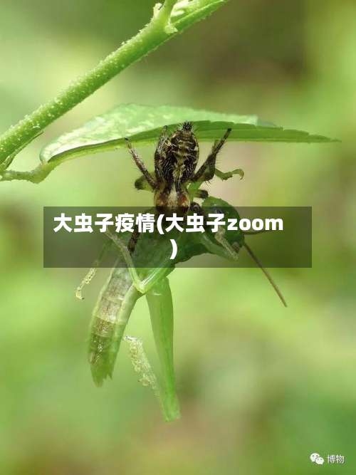 大虫子疫情(大虫子zoom)